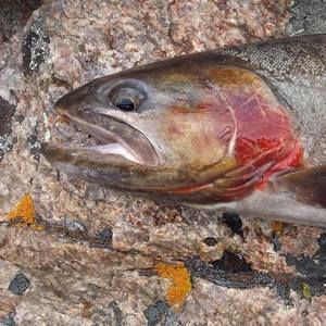 Meet your Posher, Peter